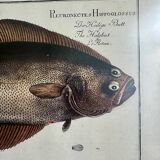 Old lithograph Morubel, the halibut