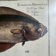 Ancienne lithographie Morubel , le flétan