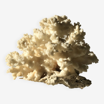 White coral branch