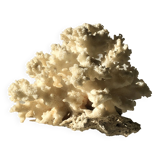 White coral branch