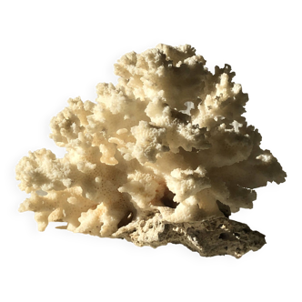 White coral branch