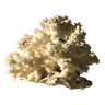 White coral branch