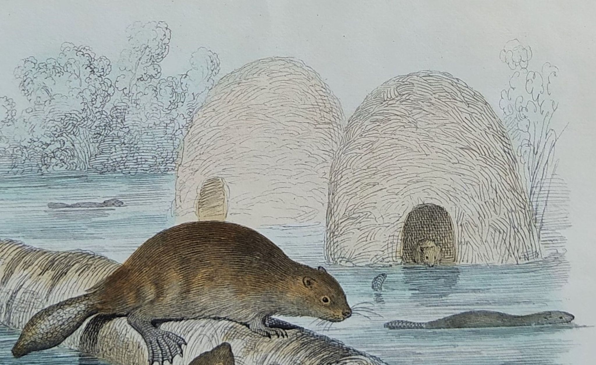 Planche zoologique originale " ours blanc & castor " - buffon 1840