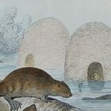 Planche zoologique originale " ours blanc & castor " - buffon 1840