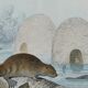 Planche zoologique originale " ours blanc & castor " - buffon 1840