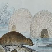 Planche zoologique originale " ours blanc & castor " - buffon 1840