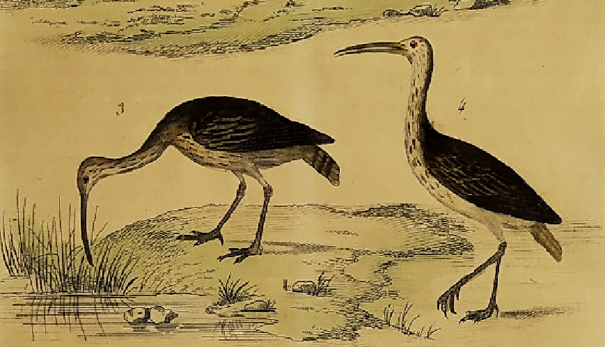Original ornithological board " Ibis white & black - Curlele - &c... Buffon (1837)