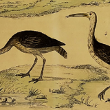 Planche ornithologique originale " Ibis blanc & noir - Courlis - &c... Buffon 1837