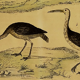 Original ornithological board " Ibis white & black - Curlele - &c... Buffon (1837)