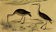 Original ornithological board " Ibis white & black - Curlele - &c... Buffon (1837)