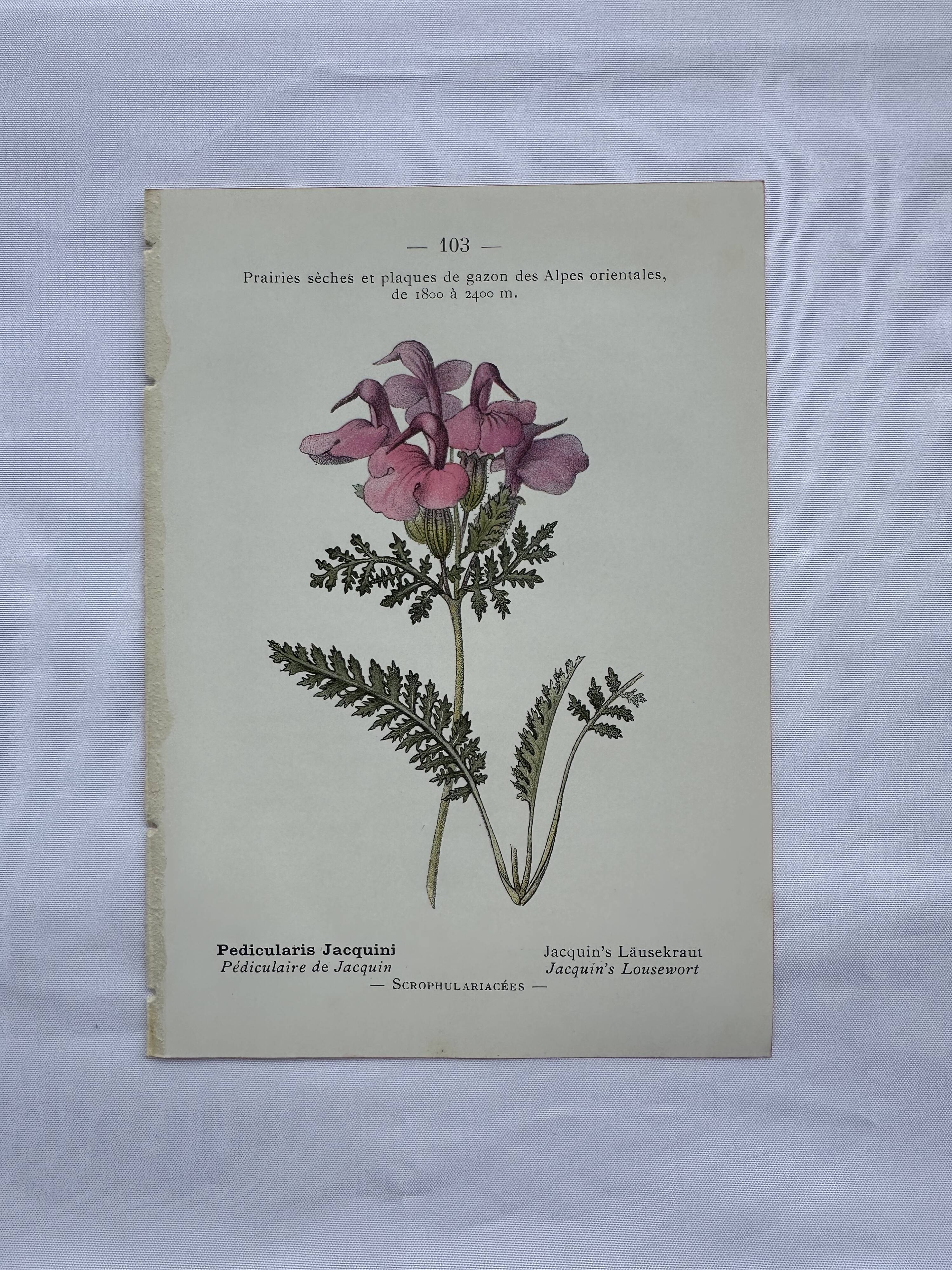 Botanical plate engraving flower 1800