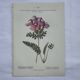Botanical plate engraving flower 1800