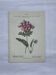 Botanical plate engraving flower 1800