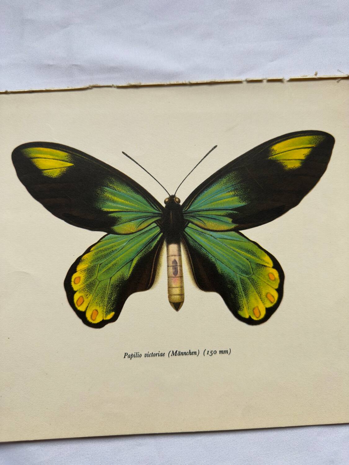 Botanical naturalist plate butterfly old engraving