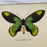 Botanical naturalist plate butterfly old engraving