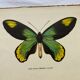 Botanical naturalist plate butterfly old engraving
