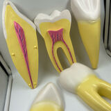 Large size dental model 3 tooth