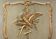 Louis XV era 1900 gilded laquered wood trumeau