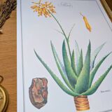 Printed in 1986, Aloe Vera.