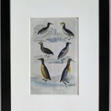 Planche ornithologique originale " Guillemot - Macareux - &c.. Buffon 1837