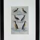Original ornithological plate " Guillemot - Puffin - &c.. Buffon (1837)