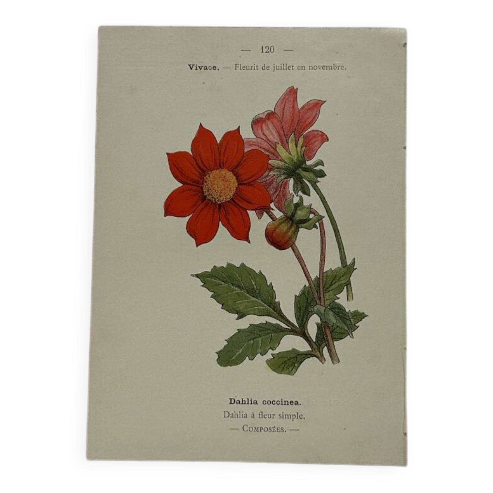 Planche botanique, gravure naturaliste, 19ème