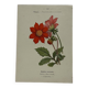 Planche botanique, gravure naturaliste, 19ème