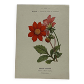 🌿 Botanical Plate Old Naturalist Engraving 19th Century Double-Sided A