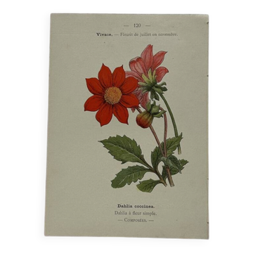 🌿 Botanical Plate Old Naturalist Engraving 19th Century Double-Sided A