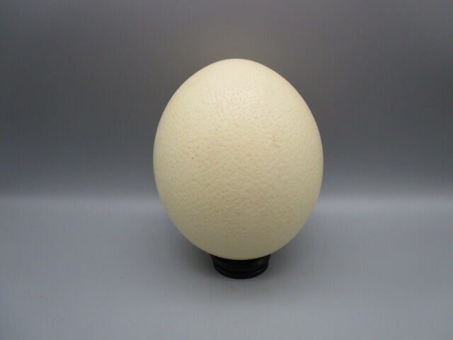 Ostrich egg on pedestal