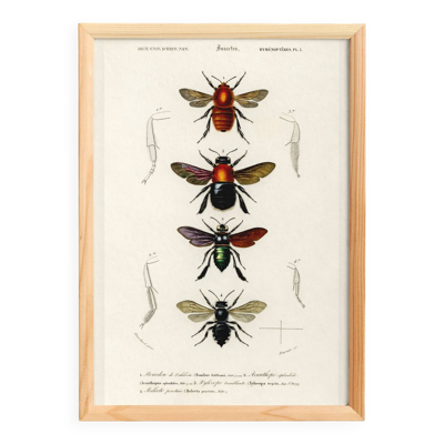 Affiche sur les abeilles et bourdons, d’après une gravure ancienne de 1849.