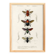 Poster about bees and bumblebees, based on an old engraving from 1849.