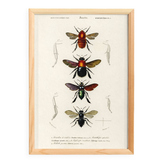 Poster about bees and bumblebees, based on an old engraving from 1849.