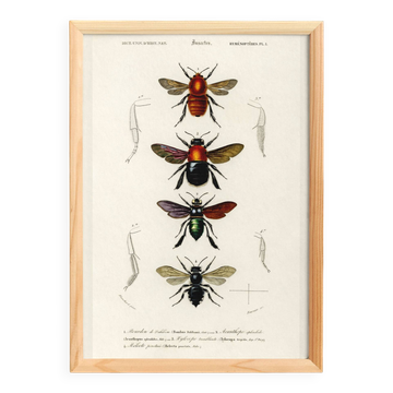 Poster about bees and bumblebees, based on an old engraving from 1849.