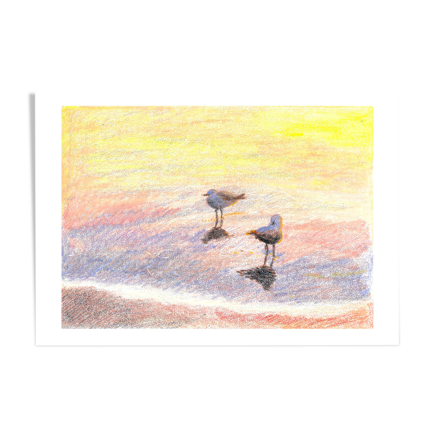 Brunswick Seagulls - A4 - Marine Illustration - Sea - Bird - Sea Birds