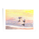 Brunswick Seagulls - A4 - Marine Illustration - Sea - Bird - Sea Birds