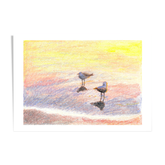 Brunswick Seagulls - A4 - Marine Illustration - Sea - Bird - Sea Birds