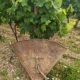 Old harvest hood