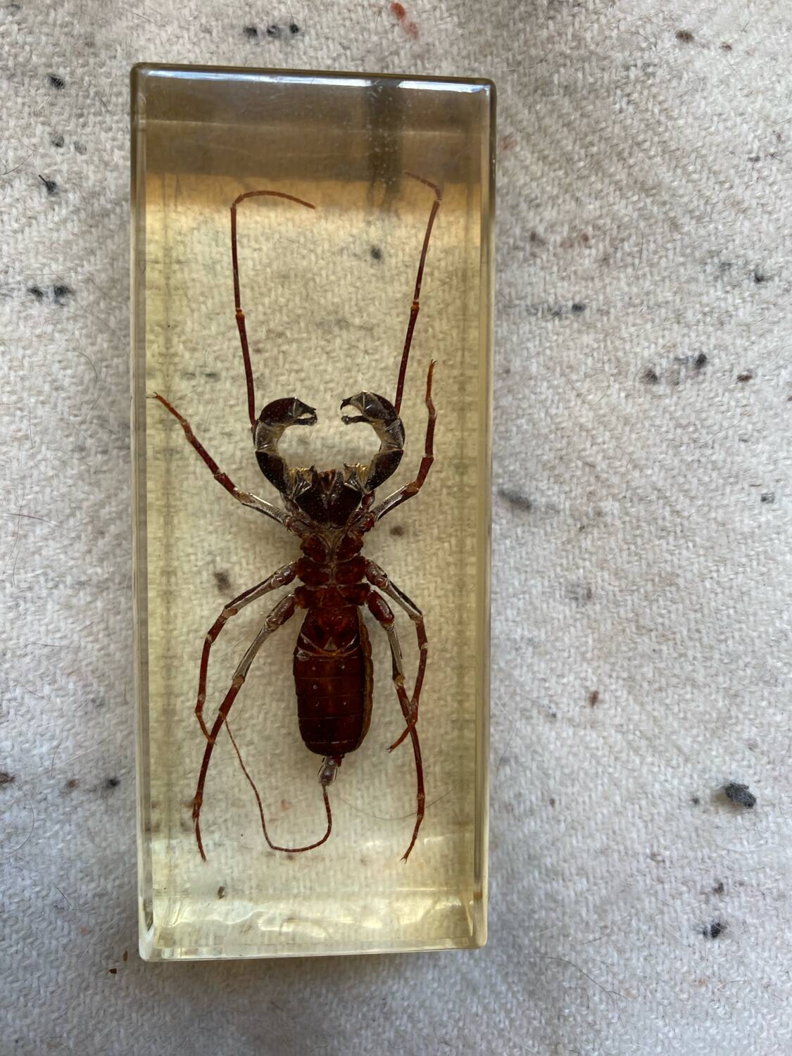 Resin inclusion insect - the staghorn uropyge.