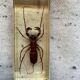 Resin inclusion insect - the staghorn uropyge.