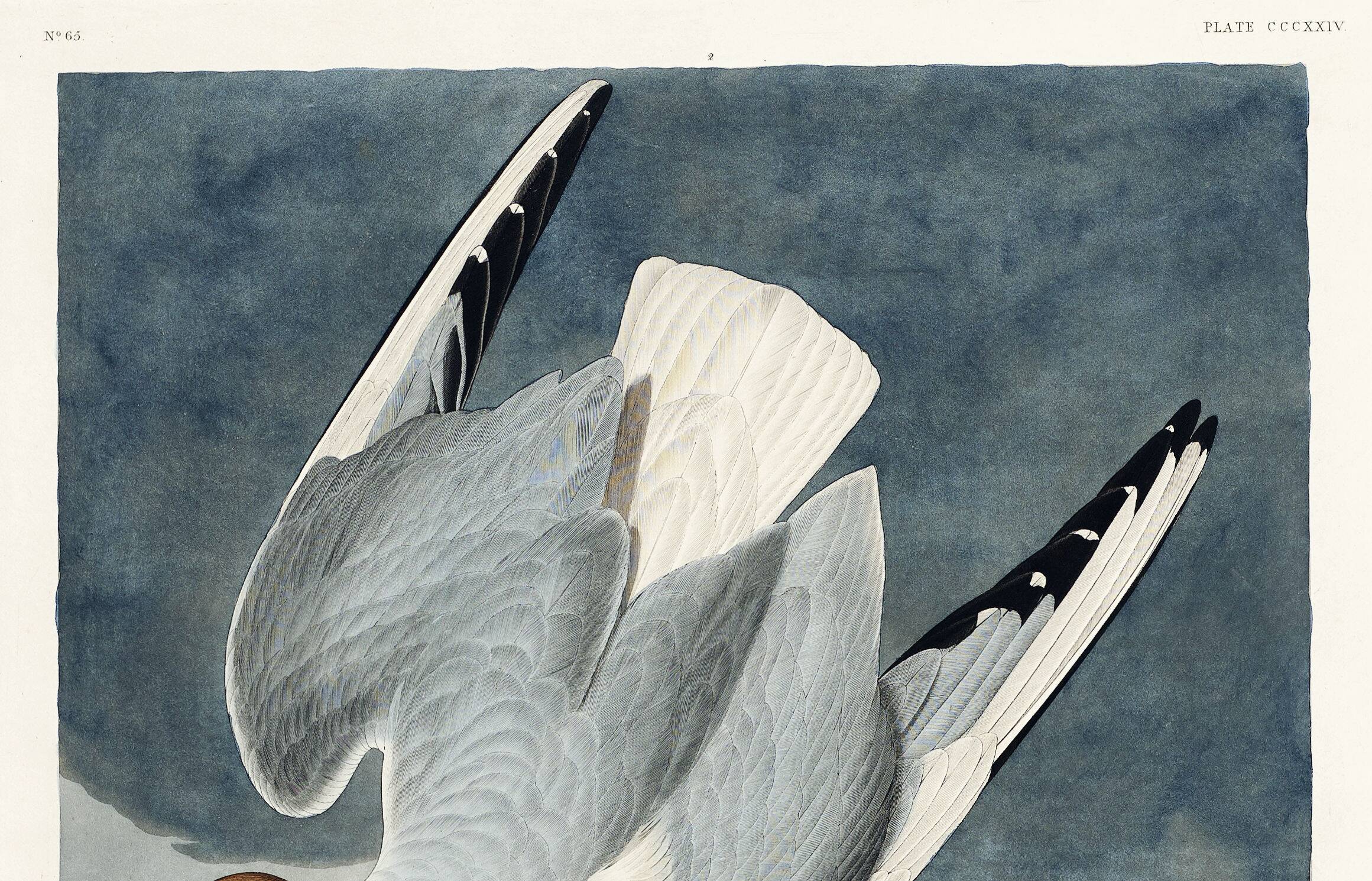 Poster about the Laughing Gull, after an old engraving from 1827.