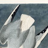 Poster about the Laughing Gull, after an old engraving from 1827.