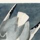 Poster about the Laughing Gull, after an old engraving from 1827.