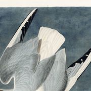 Affiche sur la Mouette rieuse, d’après une gravure ancienne de 1827.