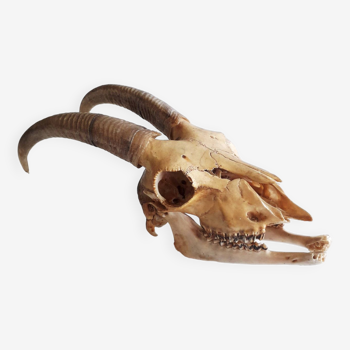 Trophy / massacre - Goat / goat skull - 1970