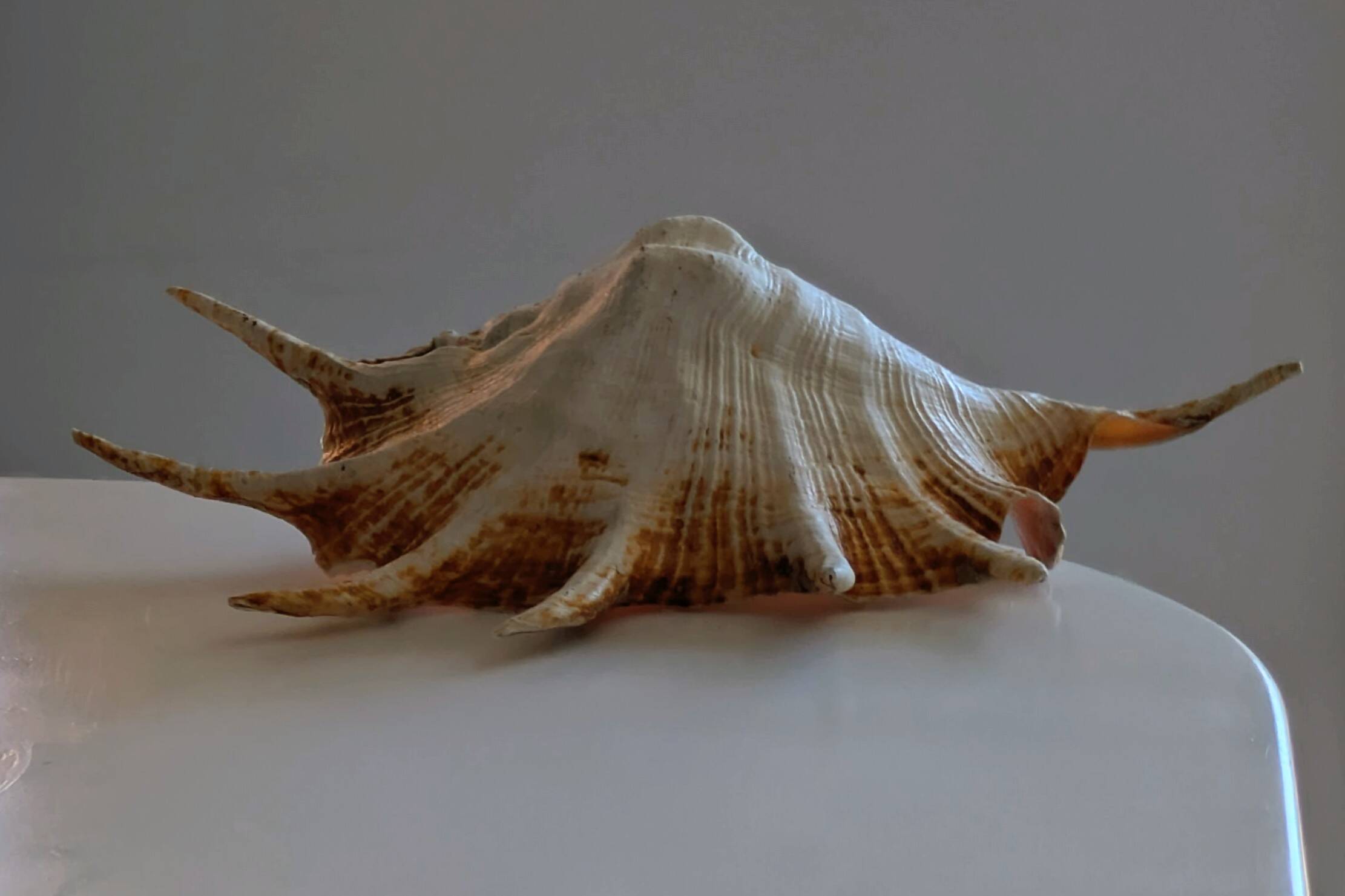 Great Shell – Giant Scallop Lambis truncata - Exceptional 37 cm