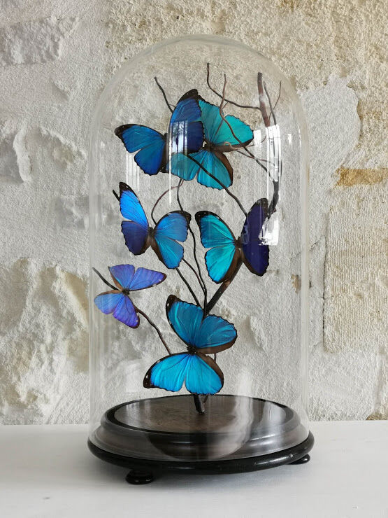 Papillons Morpho sous globe verre