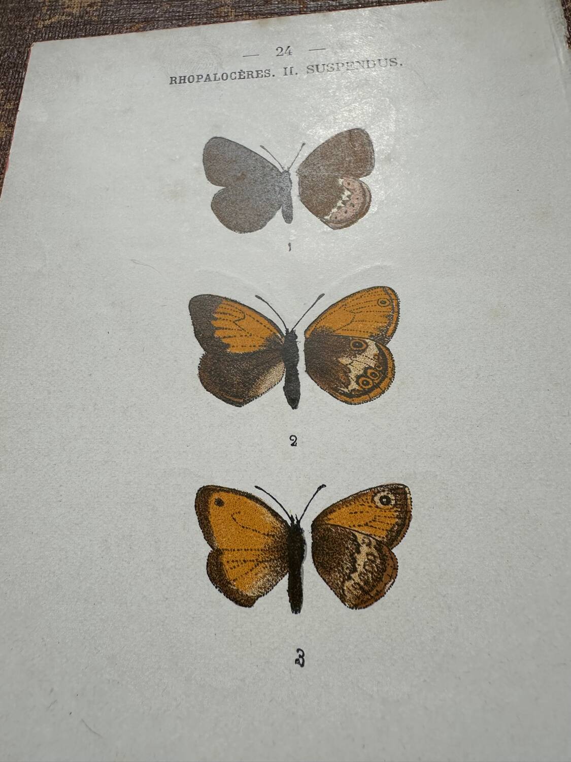 Gravure botanique, planche naturaliste ancienne papillons