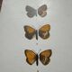 Gravure botanique, planche naturaliste ancienne papillons