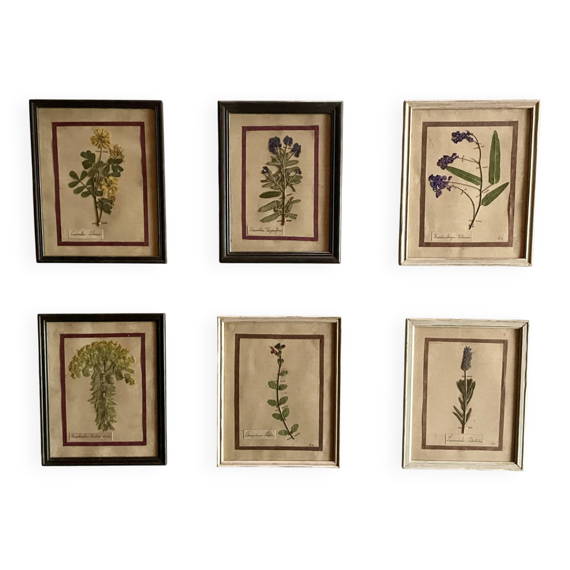 Set of 6 botanical plates
